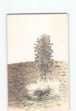 Postcard Argyroxiphium Silversword Greensword Plant Haleakala Maui Hawaii USA picture