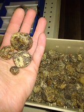 Almandine Garnets From New York 1 Pound picture
