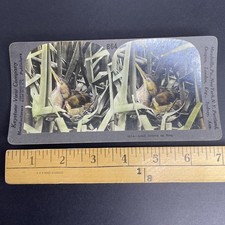 Least Bittern Nest Stereoview Keystone View Co. 1908 Wildlife Bird picture