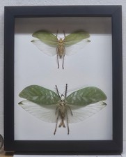Real Framed Pair Giant Katydid  Large  Shadowbox Display picture