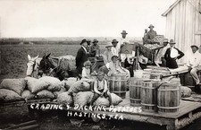 1900s Hastings FL Florida Workers Packing Potatoes Warehouse RPPC Postcard COPY picture