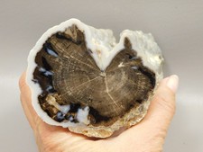 Eden Valley Petrified Wood Blue Forest Wyoming Polished #O132-54 picture