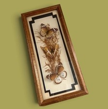 Vintage 70s Trio of Butterfly Taxidermy Wall Art Framed Under Glass 13” x 5.75” picture