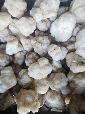 Snow agate rough nodules 4 pounds picture