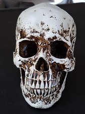 Vintage Halloween Skull Life Size Resin Prop Skeleton Decoration  picture
