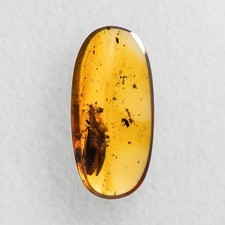 HUGE Beetle in Burmese / Burmite amber fossil / 100% genuine amber picture