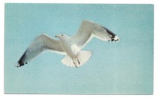 ME Postcard Maine Sea Gull picture