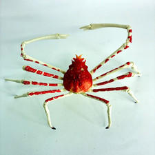 【Used】 Bandai Gashapon Crab 02 Action Figure Japanese Spider Crab 25 cm Japan picture