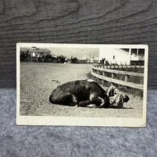 Vintage RPPC Rodeo Bronc Busting Fallen Horse Cowboy Postcard Missoula MT 1917 picture
