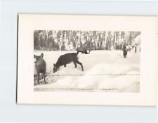 Postcard Group of  Deer Winter Landscape/Nature Scene picture