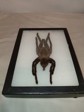 Real Giant Bird Eating Tarantula Eurypeima Spincrus Spider Taxidermy picture