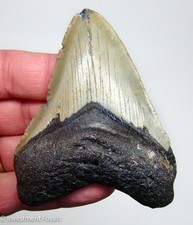 MEGALODON SHARK TOOTH Real Fossil 3.75” Sharks Teeth - NO Restorations picture