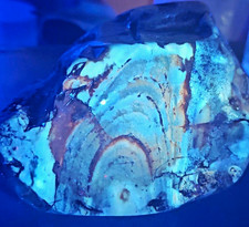 Rare LARGE Fluorescent Petrified Palm Wood Specimen – St. James, Missouri picture
