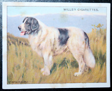 NEWFOUNDLAND DOG    Vintage 1914 Illustrated Colour Card  FD16M picture