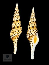 Turris normandavidsoni 72.90mm Indonesia Gem picture