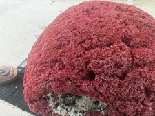 Very Large Red Pipe organ Coral 23x21 Inches picture