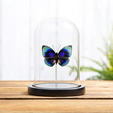 Agrias Butterfly In Glass Dome (Agrias beatifica lachaumei) picture