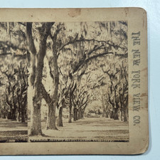 Spanish Morse, Bonaventure Cemetery Moss Drape Trees Stereoview Card New York Co picture