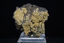 Hidalgoite on Goethite / Rare 4.5cm Mineral Specimen / Gold Hill Mine, Utah picture