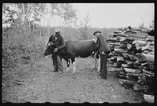 Lake of the Woods County Minnesota 1939 FSA Borrower with Cow and Logs picture