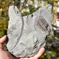 MUSEUM GRADE