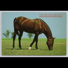 Vintage Postcard Thoroughbred Horse Minnesota Unposted Scenic Collectible View picture