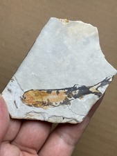 38g Beautiful lycoptera Landscape stone collection picture