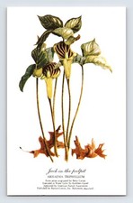 Postcard Jack In The Pulpit Flower Betty Carnes Kathleen Cassel 1940s Unposted picture