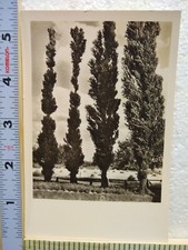 Postcard Row of Lombardy Poplars picture