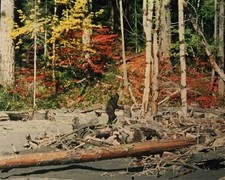Patterson-Gimlin Film BIGFOOT 8x10 Photo Reprint picture