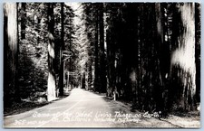 CALIFORNIA REDWOOD HIGHWAY CA  1940's BIG TREES highway ART RAY RPPC picture