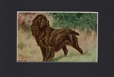 English Cocker Spaniel Dog - CUSTOM MATTED - Vintage Color Art Print - 5 x 7 picture