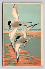 Common Tern, Birds, Animals, Antique, Vintage Souvenir Postcard picture