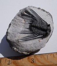 Very Detailed 1.2 inch Leonaspis Trilobite - Lghaft, Morocco picture