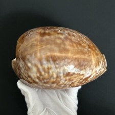 Macrocypraea cervus/Cypraea cervus, 135mm, 136g, Giant and Heavy cowrie seashell picture