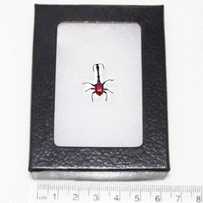 Trachelophorus giraffe REAL FRAMED RED BEETLE WEEVIL MADAGASCAR picture