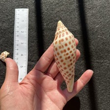 4.5” Broken Scaphella Junonia Sea Shell Crafting Art Shells Jewelry picture