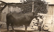 RPPC Farmer and Cow Cattle Sedalia Missouri Joseph Sleeth 1910s Real Photo picture