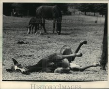 1983 Press Photo Horses and manes on the grounds of Domino Stables - mja11840 picture