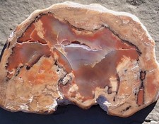 Polished Arizona Petrified Rainbow Wood Ring Translucent Slab Blue Red Orng Bark picture