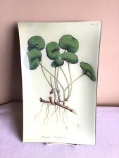 Signed John Derian Co Decoupaged Botanical Floral Decorative Glass Serving Tray picture