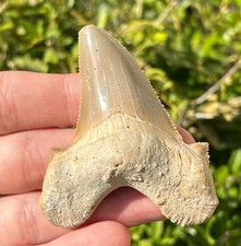 BIG Auriculatus sokolovi Sharks Tooth Fossil Dakhla Morocco Shark Teeth picture