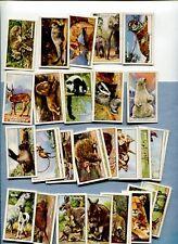 1937 PARK DRIVE GALLAHER Ltd CIGARETTES WILD ANIMALS 48 COLLECTOR CARD SET picture