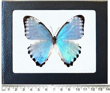 Morpho portis blue butterfly Argentina framed picture