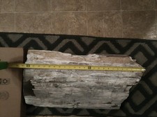 Really nice piece of Petrified Wood picture
