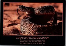 VINTAGE TEXAS RATTLESNAKE RECIPE UNPOSTED TEXAS POSTCARD 35-94 picture