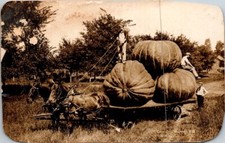 RPPC Postcard Exaggerated Image Farmers Pull Huge Pumpkins on Wagon ©1909  15336 picture