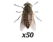 x50 Real Horseflys Entomology Dry Specimens picture