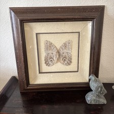 Vintage Framed Owl Butterfly, Dark Library, Great Condition, wood frame  picture