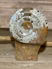 Natural Rough polished Brown Ammonite Fossil Stand RARE 11.75” Tall 2800 Grams picture